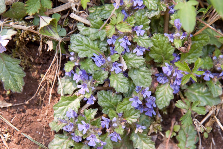 新緑百草は花盛り