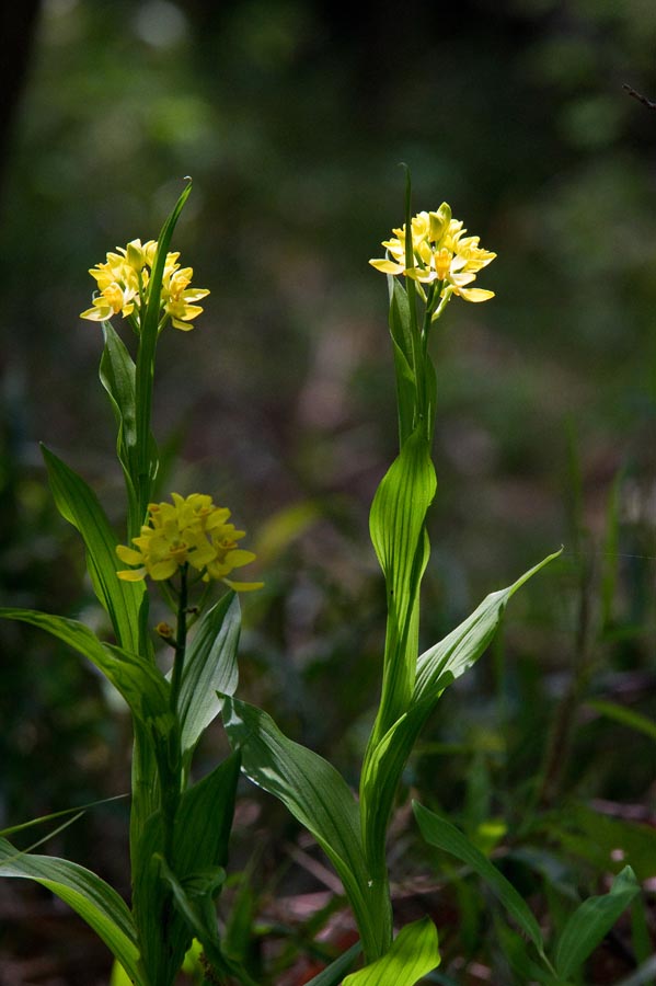 新緑百草は花盛り