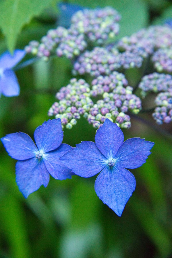 開花情報