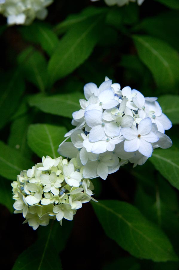 開花情報