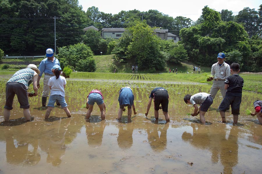 田植え時