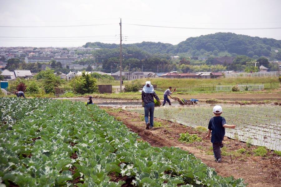 田植え時