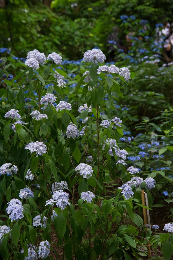 開花情報