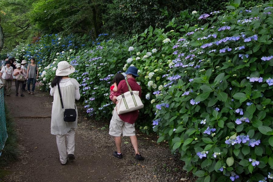 開花情報