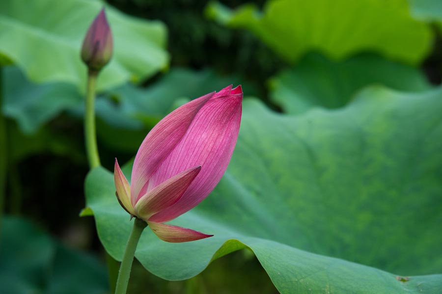 今年は開花が早い万福寺のハス