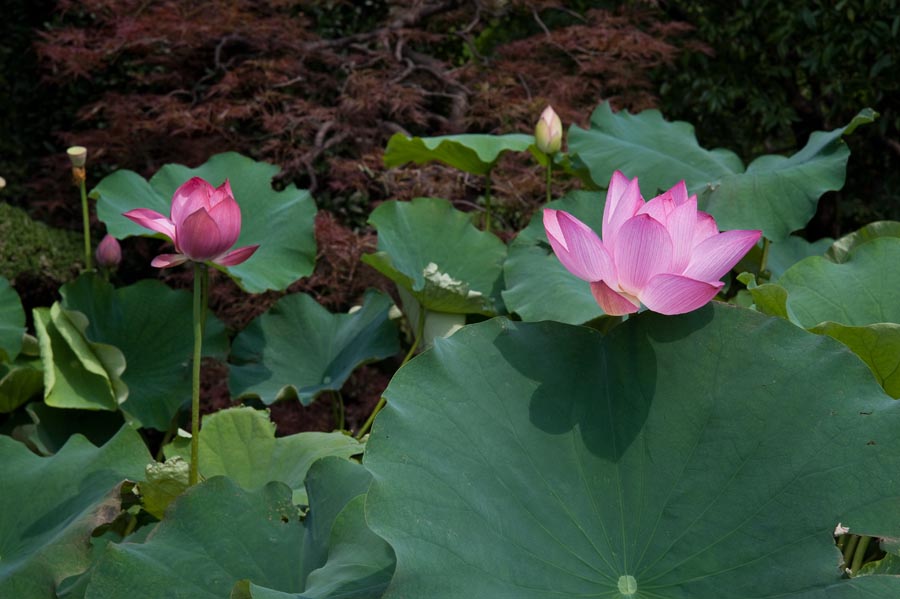 今年は開花が早い万福寺のハス