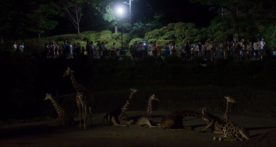 8月の多摩動物公園は「サマーナイト@TamaZoo」！さらに拡大！　