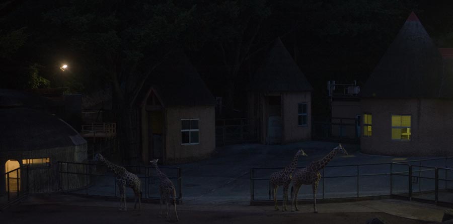 多摩動物公園で夜の動物に会える