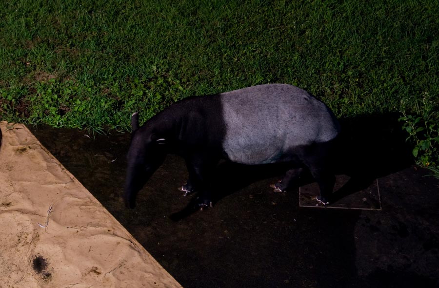 多摩動物公園で夜の動物に会える