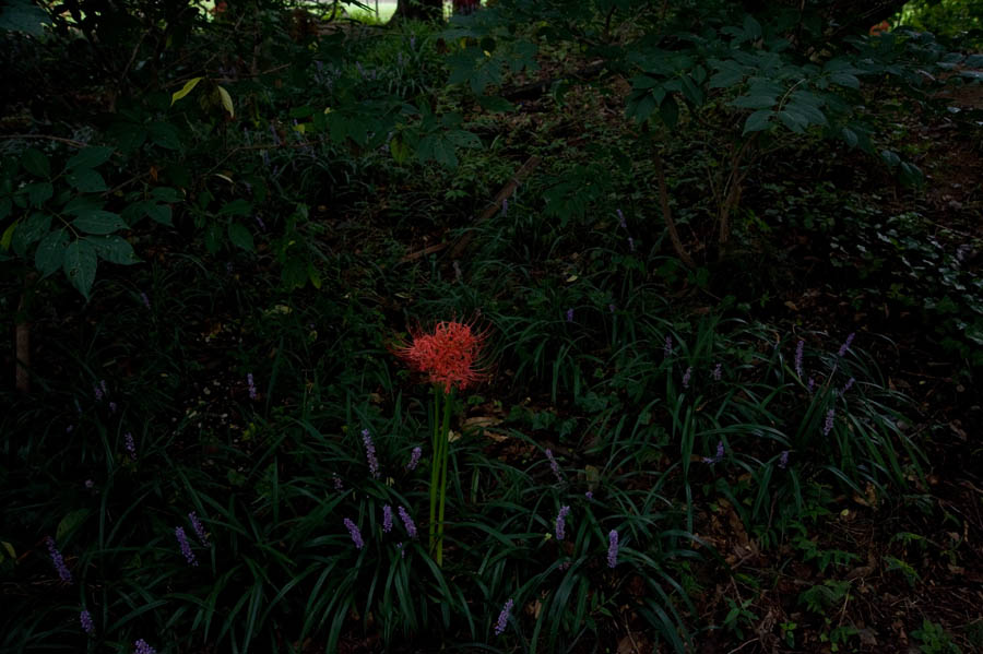 大木島曼珠沙華