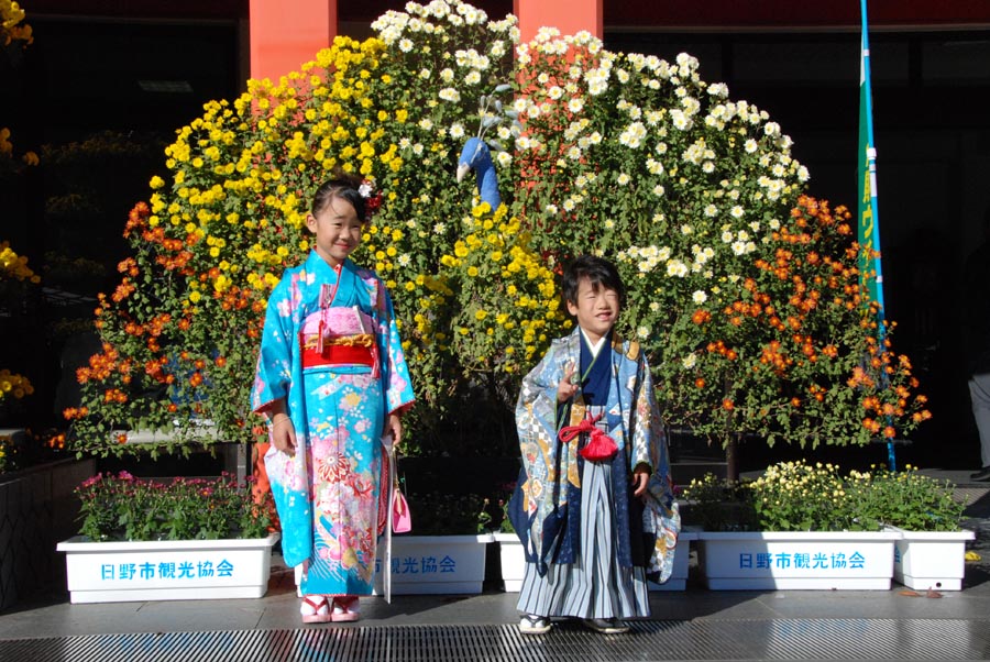 好天続き、菊まつり