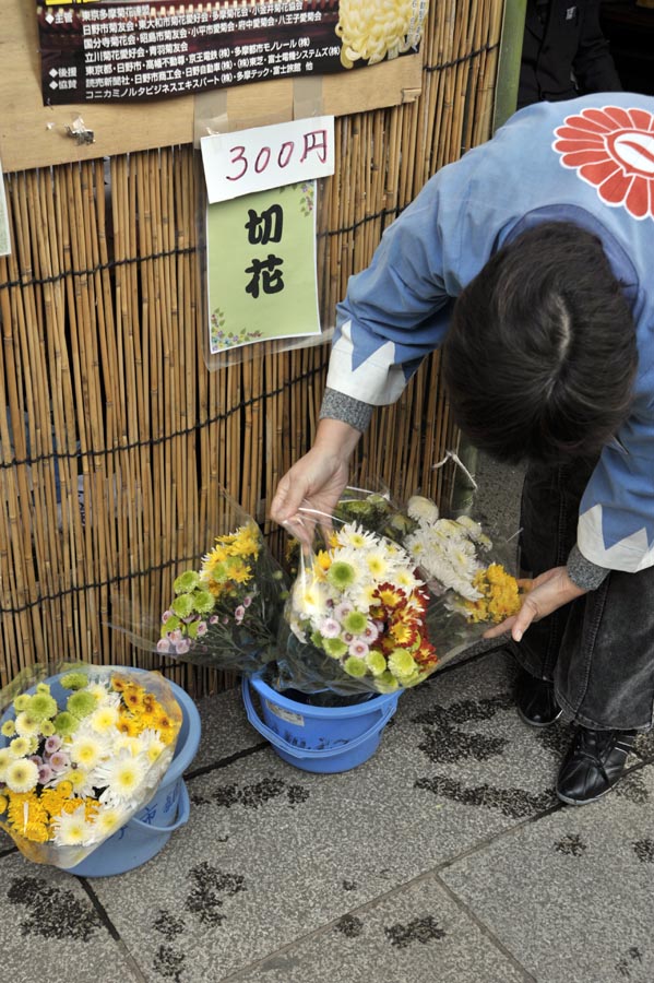 好天続き、菊まつり