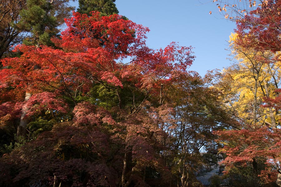 高幡不動尊と京王百草園で『紅葉まつり』