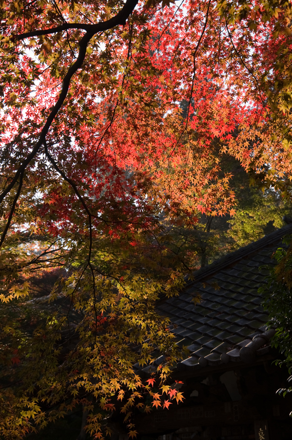 高幡不動尊と京王百草園で『紅葉まつり』