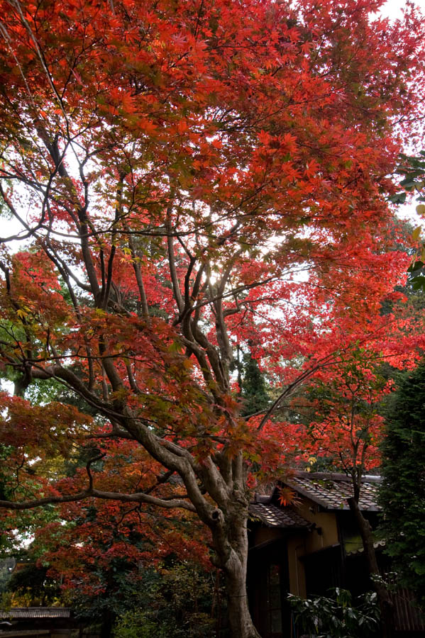 高幡不動尊と京王百草園で『紅葉まつり』