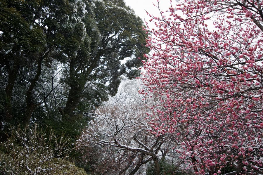 雪、晴れのち雪、そして晴れ