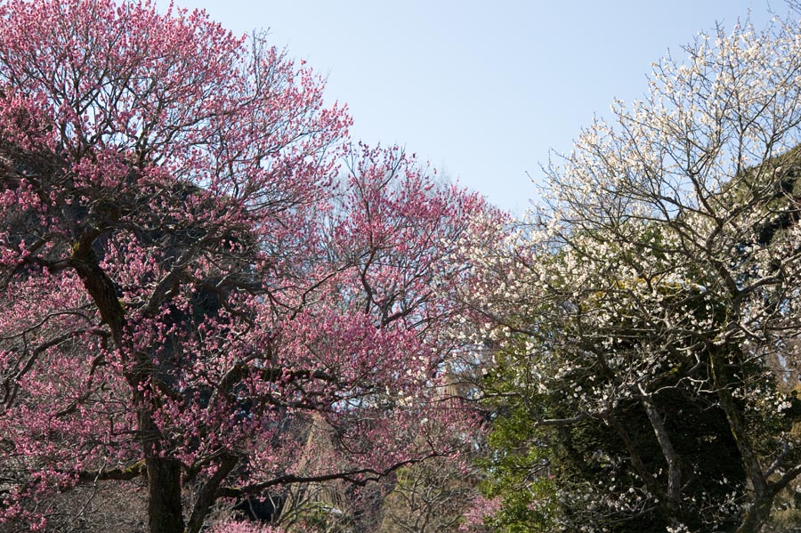 2011京王百草園「梅まつり」開催