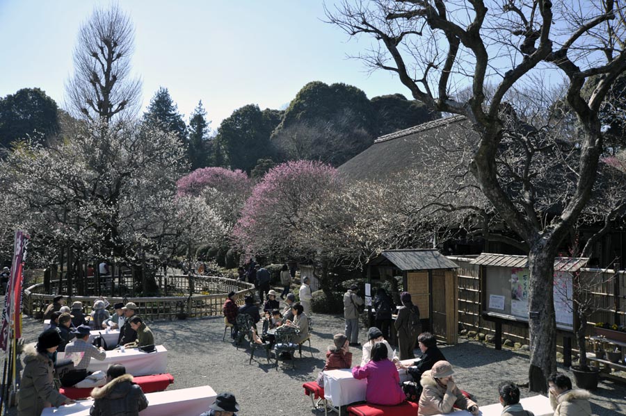 2011京王百草園「梅まつり」開催