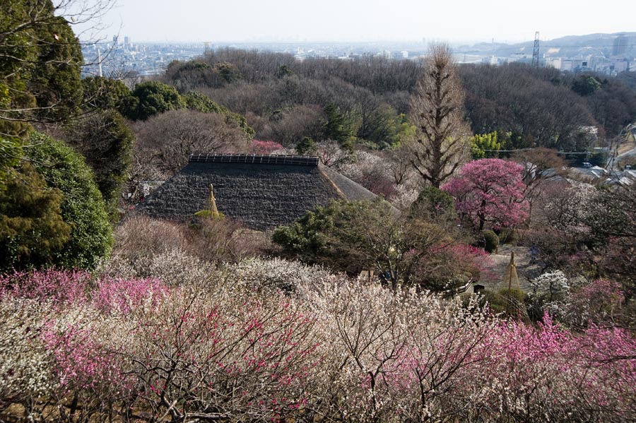 2011京王百草園「梅まつり」開催