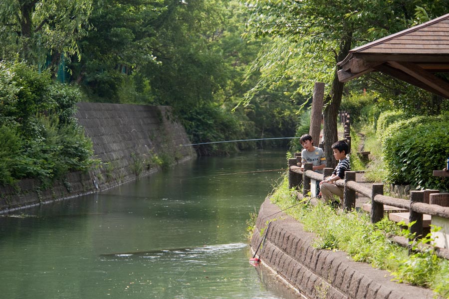 鮎が用水にやってきたよ