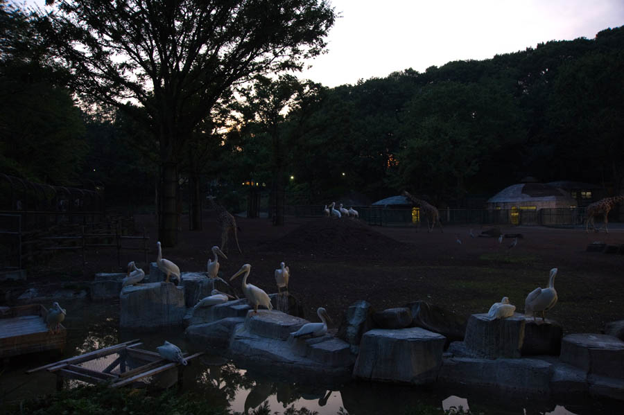 夏休みは夜も動物園