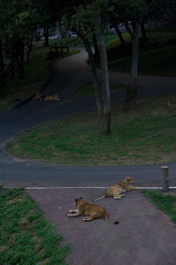 夏休みは夜も動物園