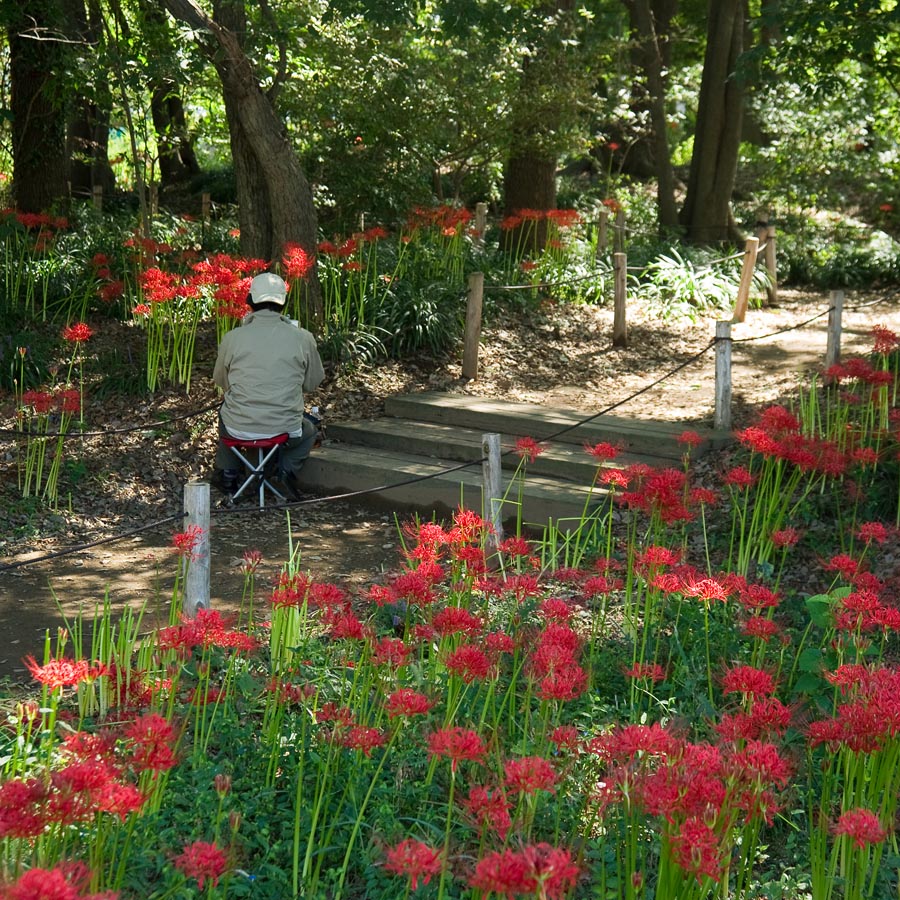 自然観察会「ヒガンバナと秋の七草を訪ねて」(大木島自然公園・浅川堤)開催