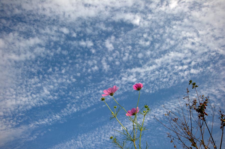 うろこ雲に誘われて