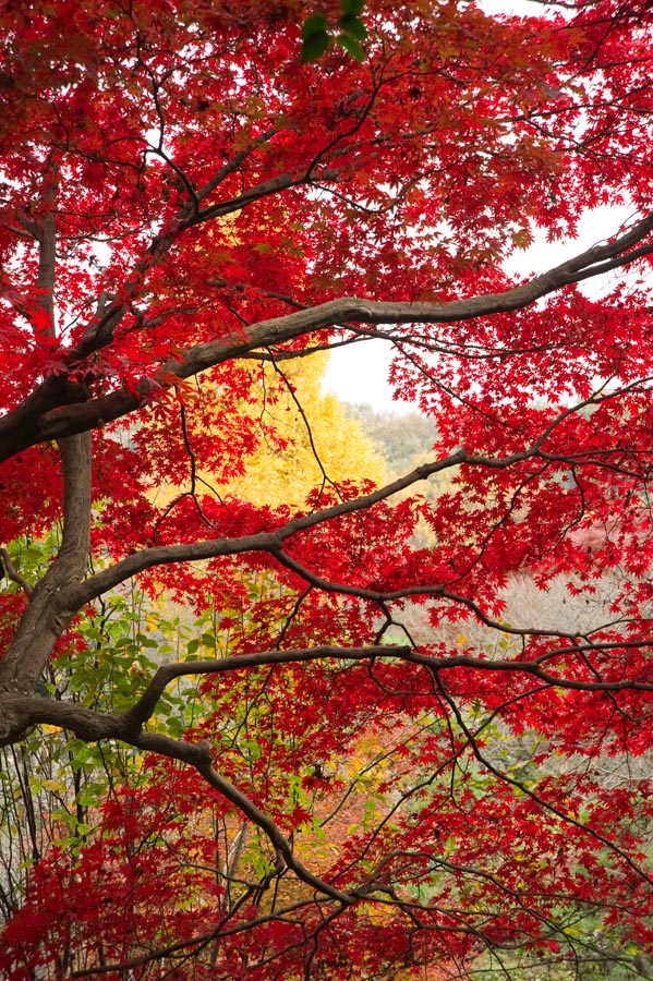 京王百草園紅葉まつり