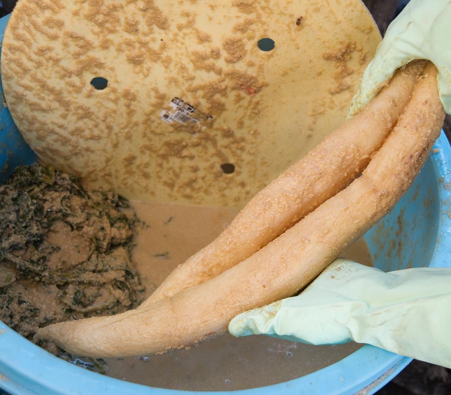 東光寺だいこんを糠と塩だけで漬けた素朴な味