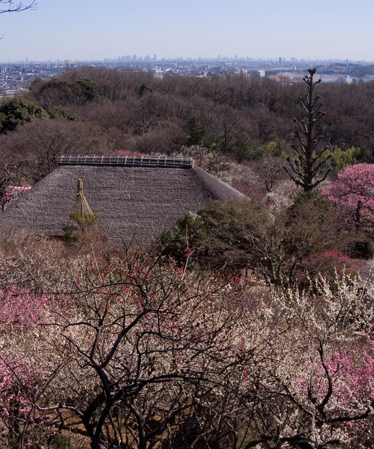 2011京王百草園「梅まつり」開催