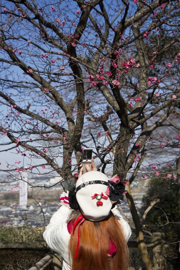 梅、まだ咲かず