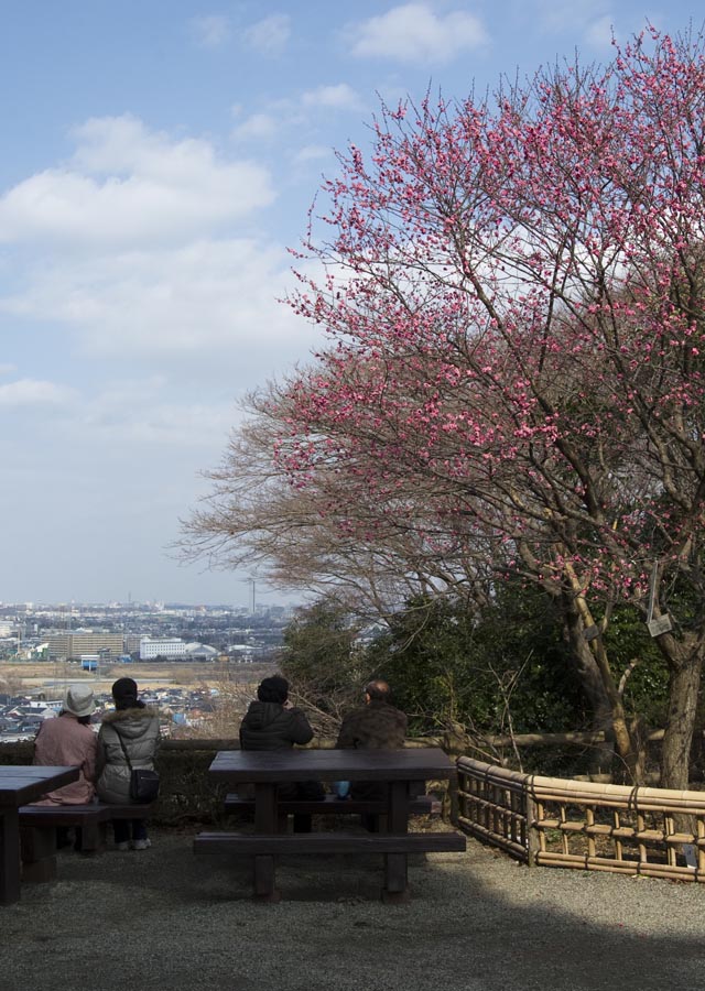 やっと、開花情報です