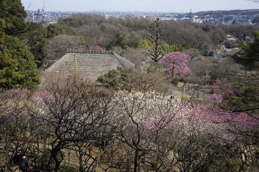 やっと、開花情報です