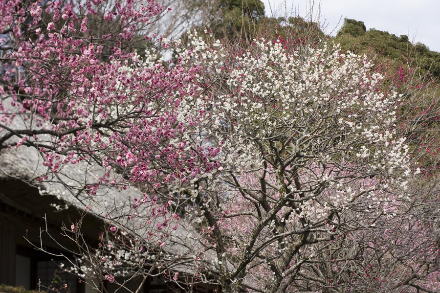 やっと、開花情報です