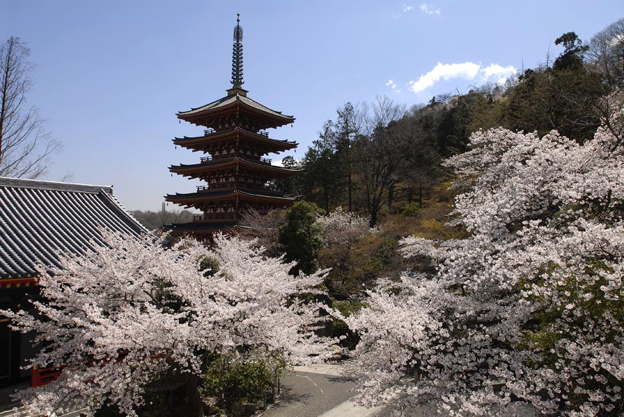 「平山季重ウォーキングin日野」開催