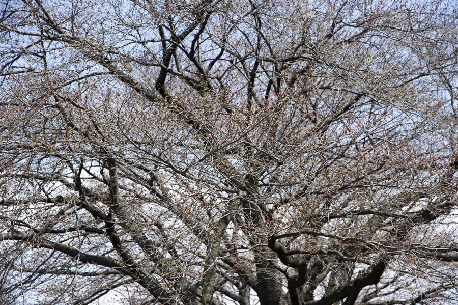 花より団子も待ち遠し