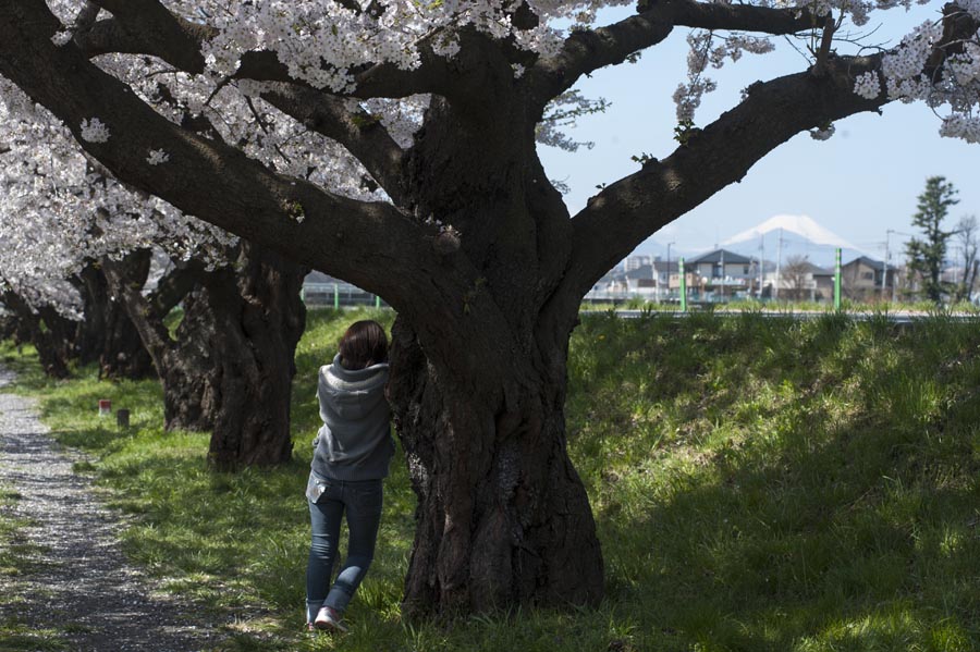 富士見の桜