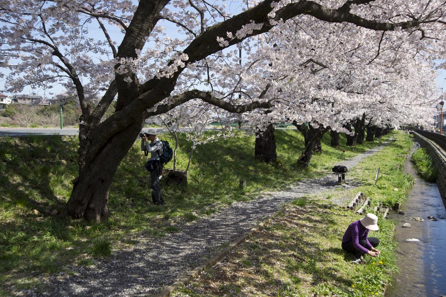 富士見の桜