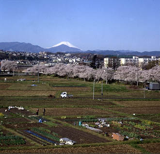 富士見の桜