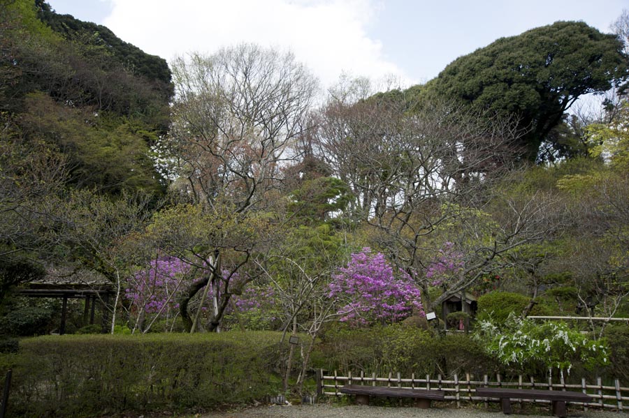 富士見の桜