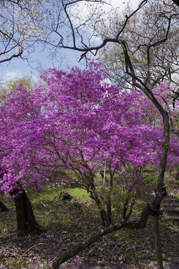 富士見の桜