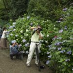 2012年高幡不動尊「あじさいまつり」開催