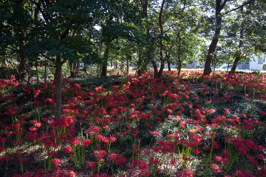 花より遊び？大木島彼岸花やっと満開