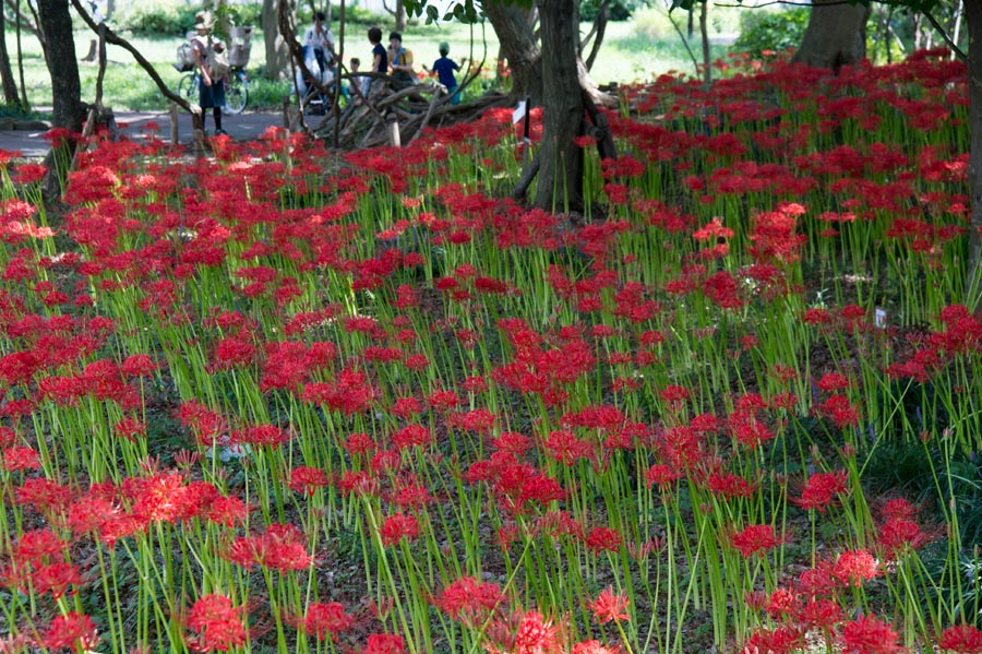 花より遊び？大木島彼岸花やっと満開