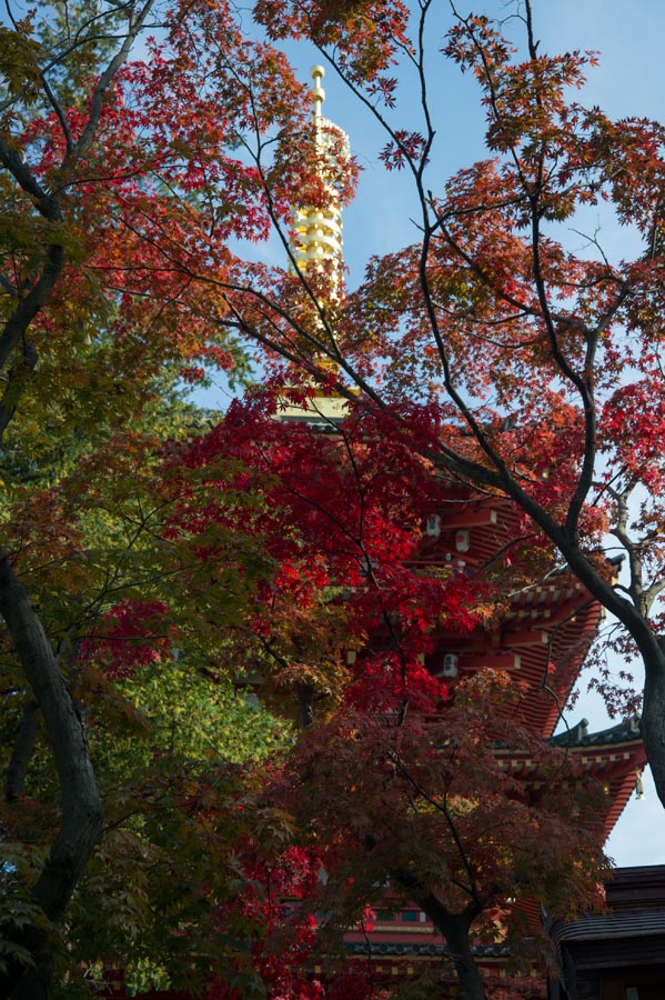 新装不動堂、菊まつりは秋の序章