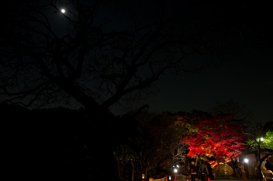 京王百草園紅葉まつり