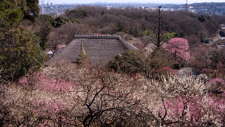 2013京王百草園「梅まつり」開催