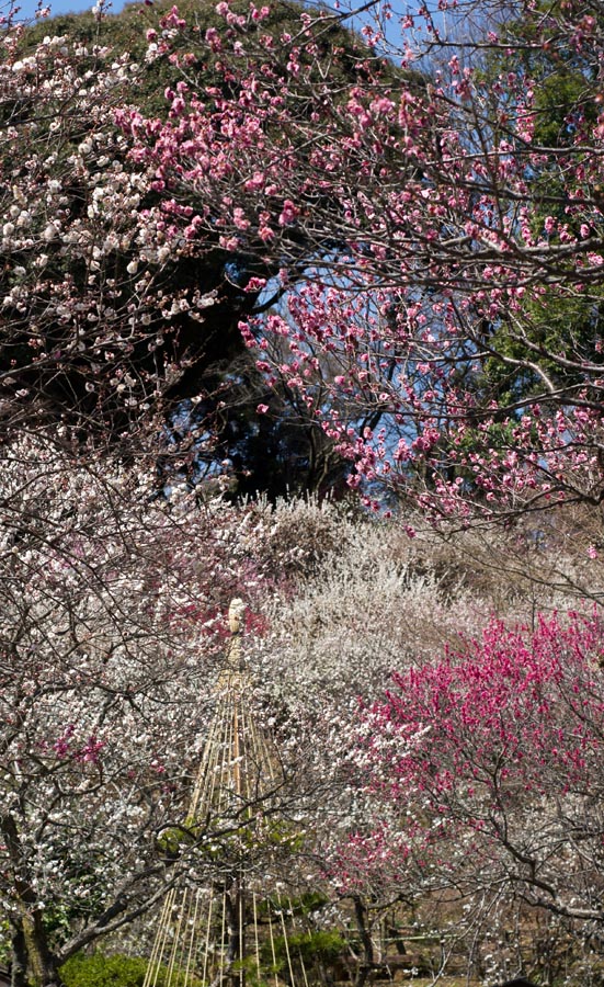 2013京王百草園「梅まつり」開催