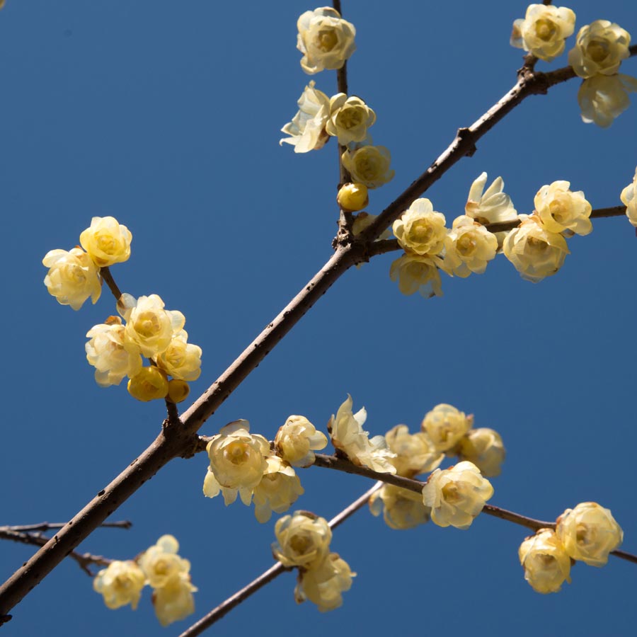 2013京王百草園「梅まつり」開催